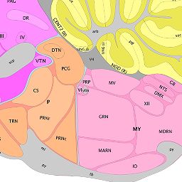 Interactive Atlas Viewer :: Atlas Viewer