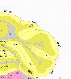 Interactive Atlas Viewer :: Atlas Viewer